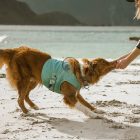 Hurtta Hűtőmellény - cooling wrap - auqamarine/türkiz