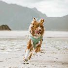 Hurtta Hűtőmellény - cooling wrap - auqamarine/türkiz