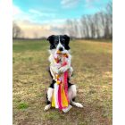 Joy In Dogs Fonott huzis játék - Rózsaszín és Citrom