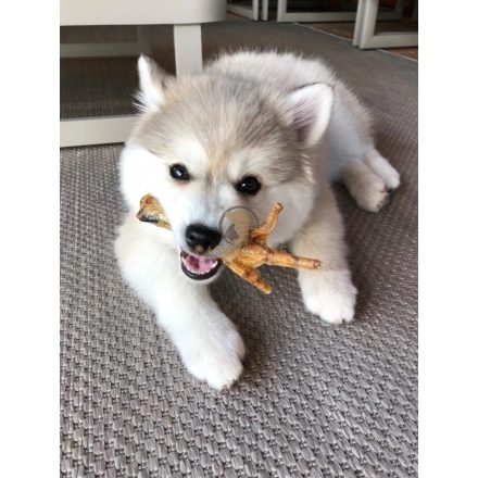 KIVO Natúr csirkelábak