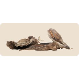 KIVO Szőrös Bárányfül