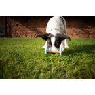 Loype Pupeek apportfa (kölyök kutyáknak, habszivaccsal)