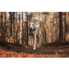 Non-Stop Wool Dog Jacket – Merinó gyapjú kutyakabát - sand