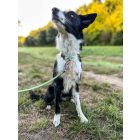 PVC Hexa vízálló nyakörv