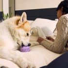WOOF Pupsicle kutyajáték - Levendula jutalomfalat adagoló labda (L méret)