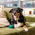 WOOF Pupsicle kutyajáték - Zöld jutalomfalat adagoló labda (L méret)